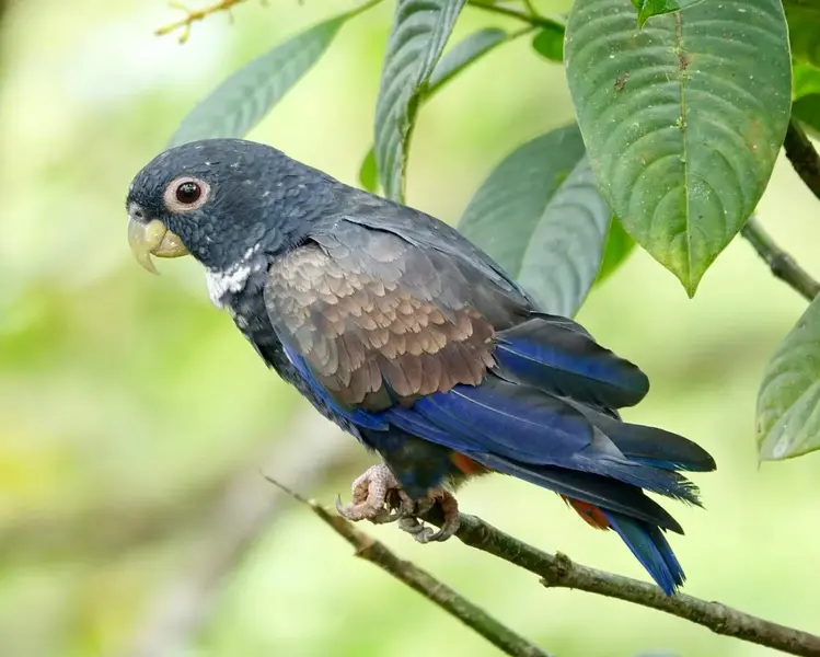 Pionus Parrot - 8 Best Quiet Pet Bird Species