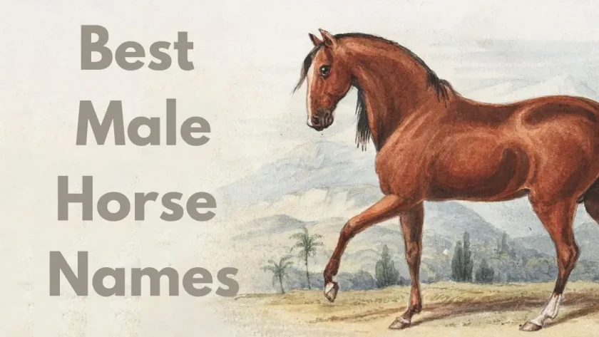 Best Male Horse Names - 450+ Best Horse Names