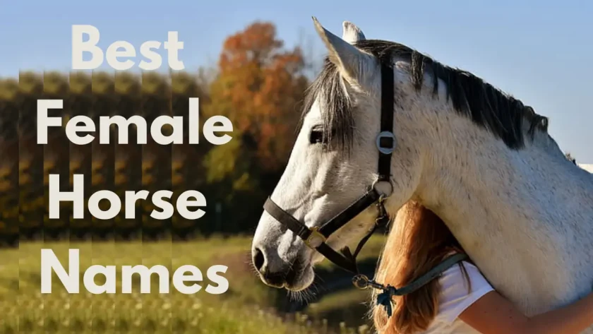 Best Female Horse Names - 450+ Best Horse Names