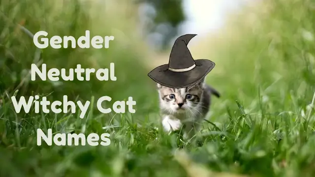 Gender Neutral Witchy Cat Names