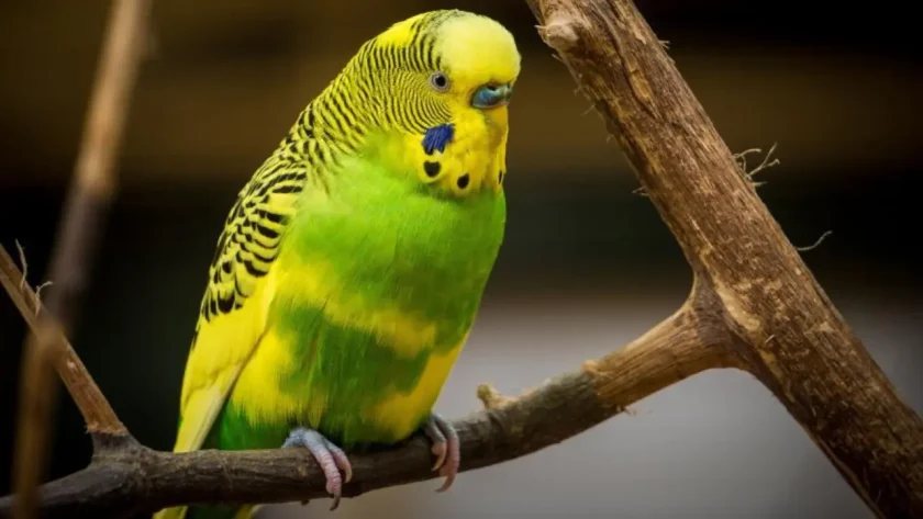 Budgerigar - 8 Best Quiet Pet Bird Species