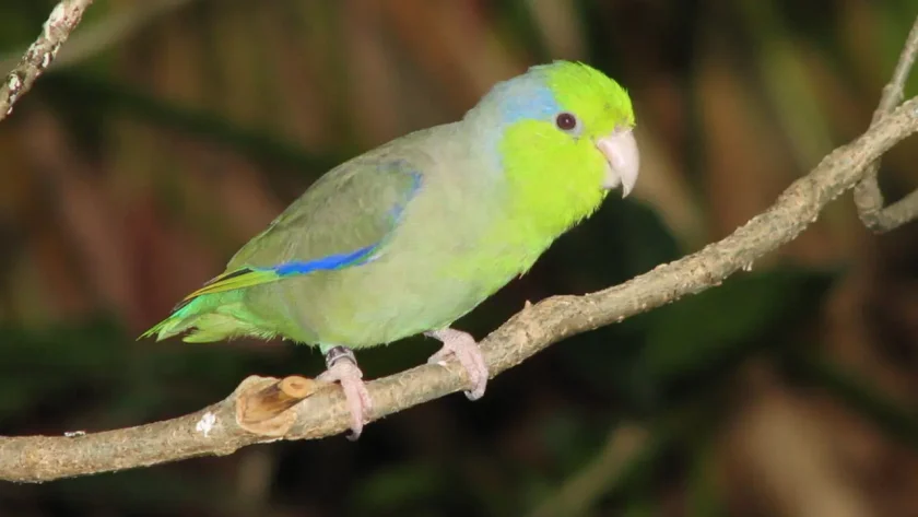 Pacific Parrotlet - 8 Best Quiet Pet Bird Species