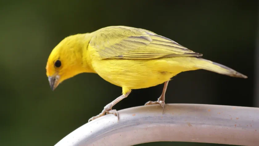 Canary - 8 Best Quiet Pet Bird Species