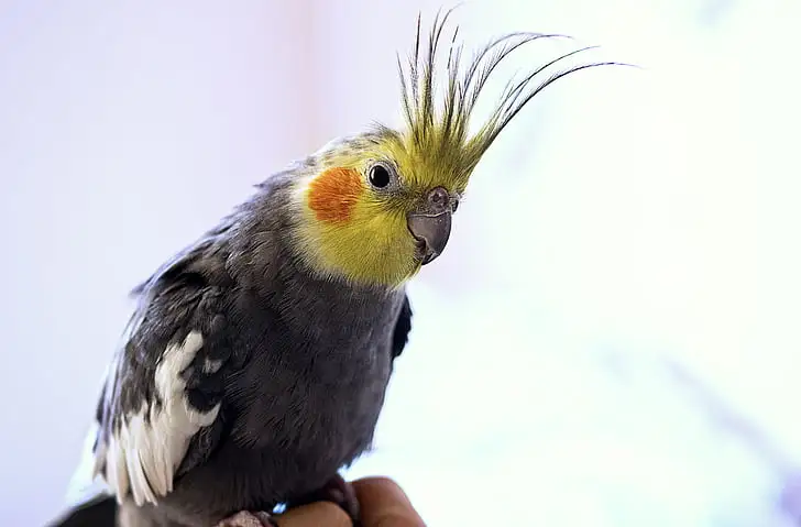 Cockatiel - 8 Best Quiet Pet Bird Species