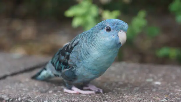 Lineolated Parakeet - 8 Best Quiet Pet Bird Species