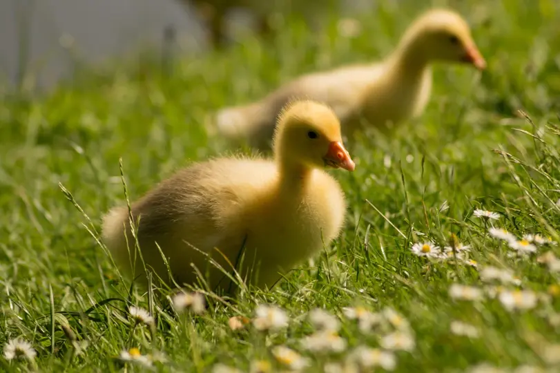 230 Best Duck Names for Your Feathered Friend