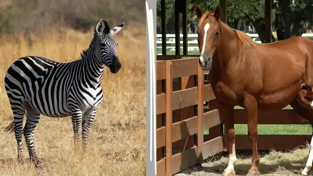 Are Horses and Zebras the Same Species?