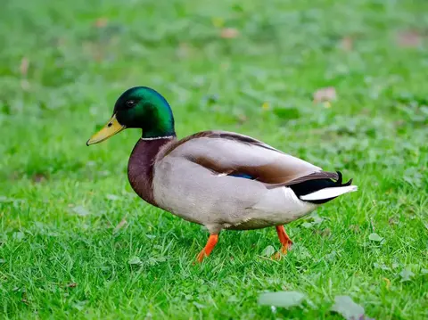 Best Duck Names