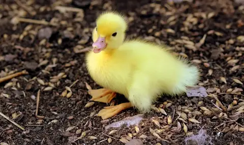 Cute Duck Names