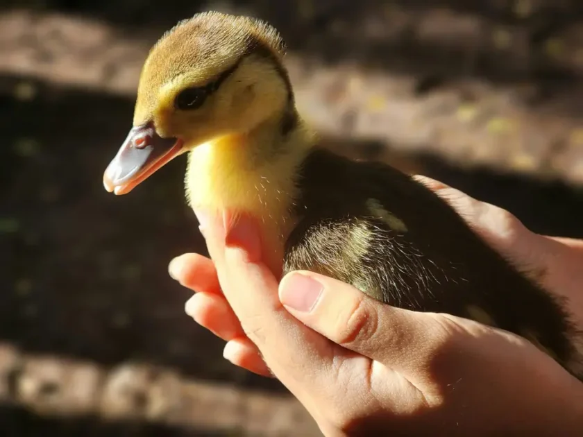 Funny Duck Names