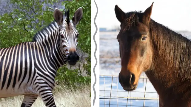 Horse and Zebra