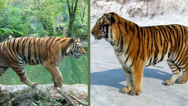 Siberian Tiger and Bengal Tiger