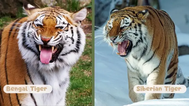 Siberian Tiger vs Bengal Tiger