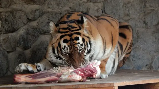 Siberian Tiger Eating Food