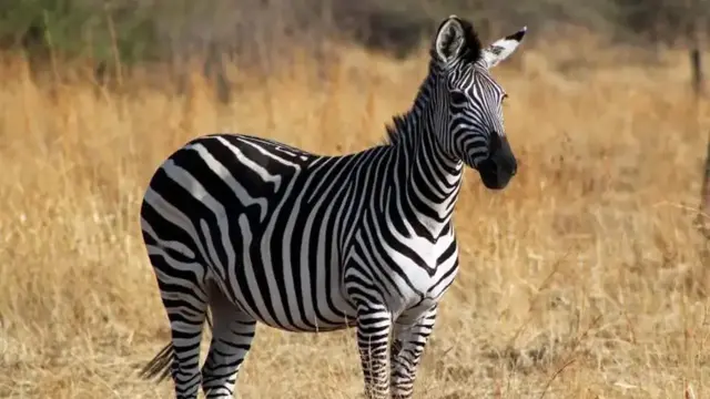 Zebra