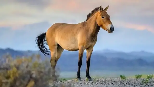 Horse